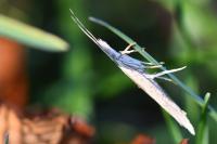 Ypsolopha mucronella