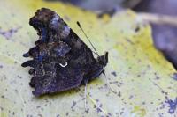 Polygonia c-album