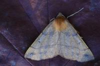 Colotois pennaria