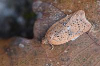Acleris