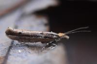 Ypsolopha ustella