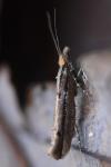 Ypsolopha ustella