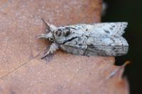 Nycteola revayana