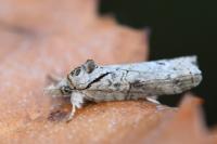 Nycteola revayana