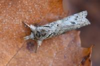 Nycteola revayana
