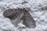 Operophtera brumata