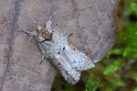 Nycteola revayana