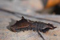 Cilix glaucata