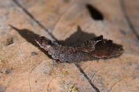 Cilix glaucata