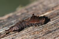 Cilix glaucata