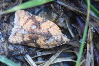 Acleris