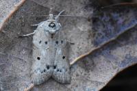 Nycteola revayana