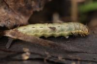 Noctua pronuba