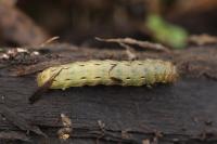 Noctua pronuba