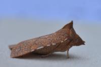 Jodia croceago