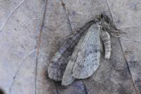 Operophtera brumata