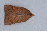 Jodia croceago