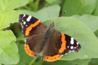 Vanessa atalanta
