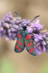 Zygaena transalpina