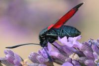 Zygaena transalpina