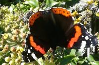 Vanessa atalanta
