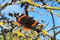 Vanessa atalanta