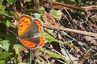 Lycaena phlaeas