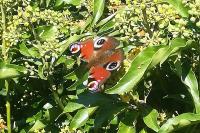 Aglais io