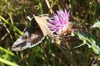 Autographa gamma