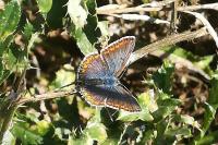 Polyommatus icarus