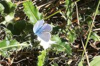 Polyommatus icarus