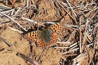 Issoria lathonia