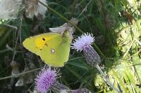 Colias crocea