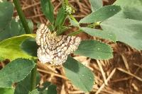 Chiasmia clathrata