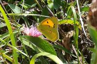 Colias crocea