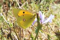 Colias crocea