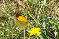 Colias crocea