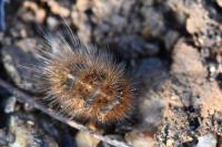 Phragmatobia fuliginosa