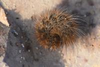 Phragmatobia fuliginosa