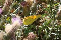 Colias crocea