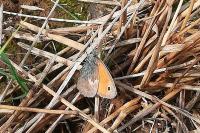 Coenonympha pamphilus