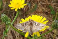 Autographa gamma