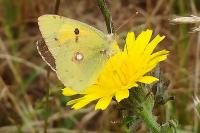 Colias crocea