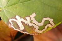 Stigmella aurella