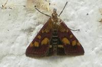 Pyrausta purpuralis
