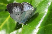 Celastrina argiolus