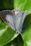 Celastrina argiolus