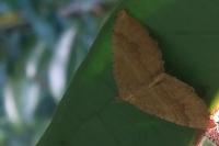 Camptogramma bilineata