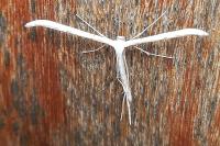 Emmelina monodactyla