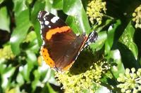Vanessa atalanta